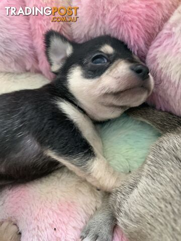 Chihuahua puppies for sale!