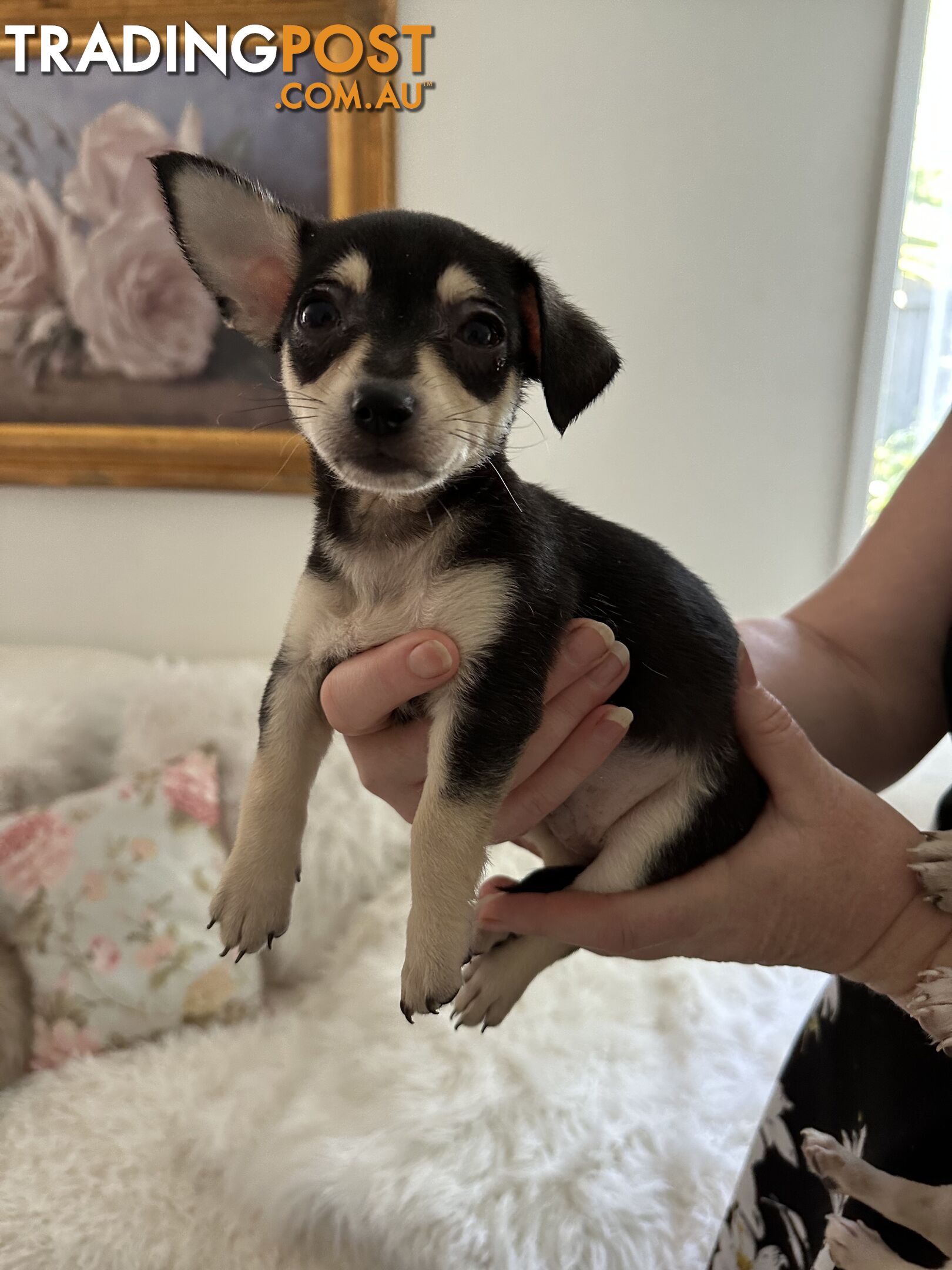 Chihuahua puppies for sale!