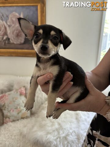 Chihuahua puppies for sale!