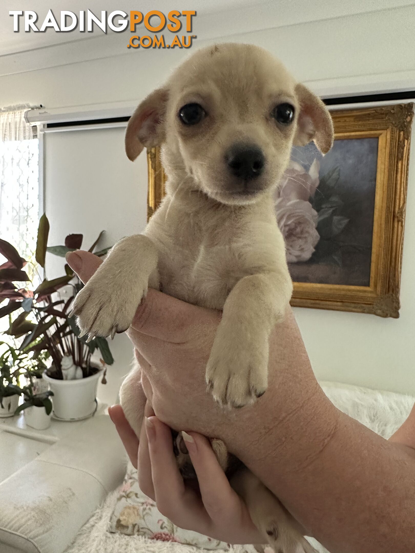 Chihuahua puppies for sale!