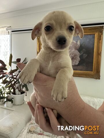 Chihuahua puppies for sale!