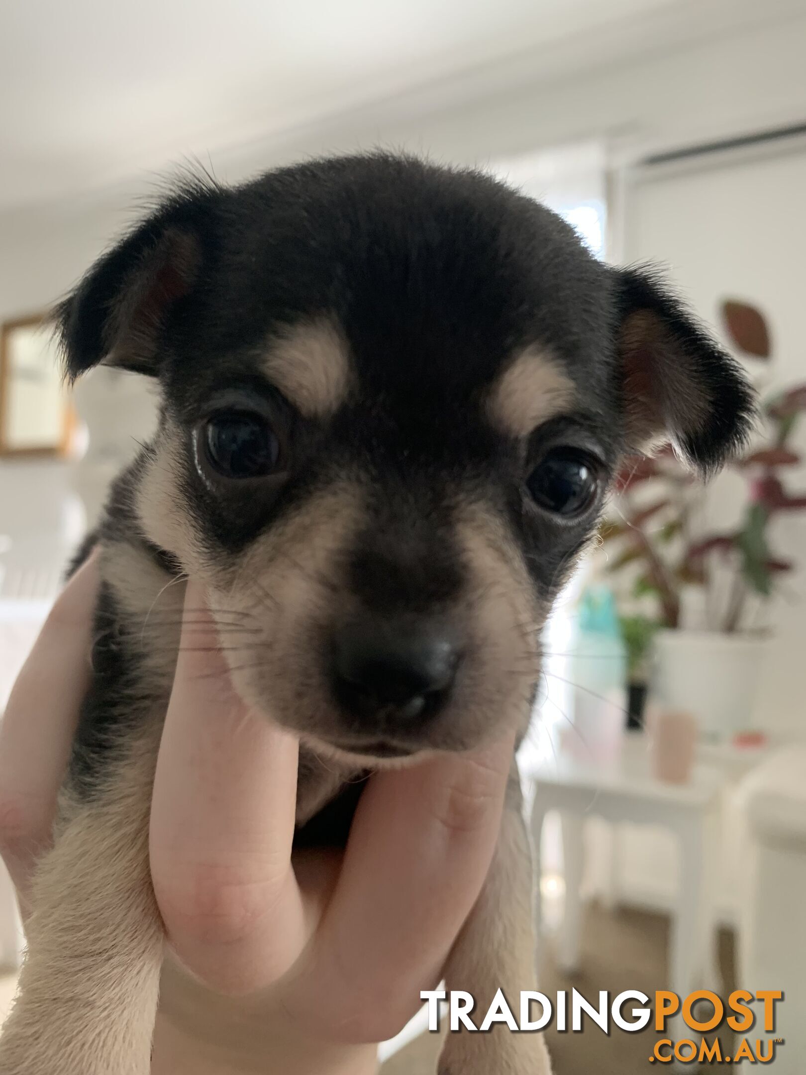 Chihuahua puppies for sale!