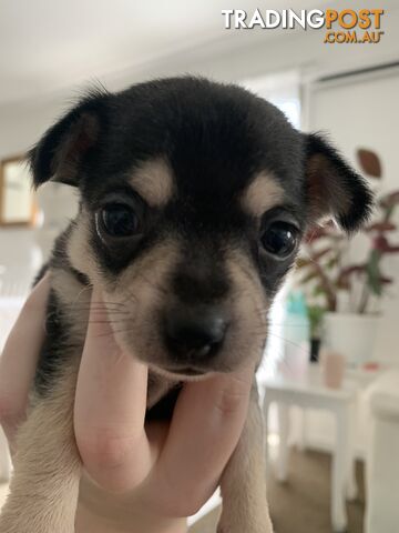 Chihuahua puppies for sale!