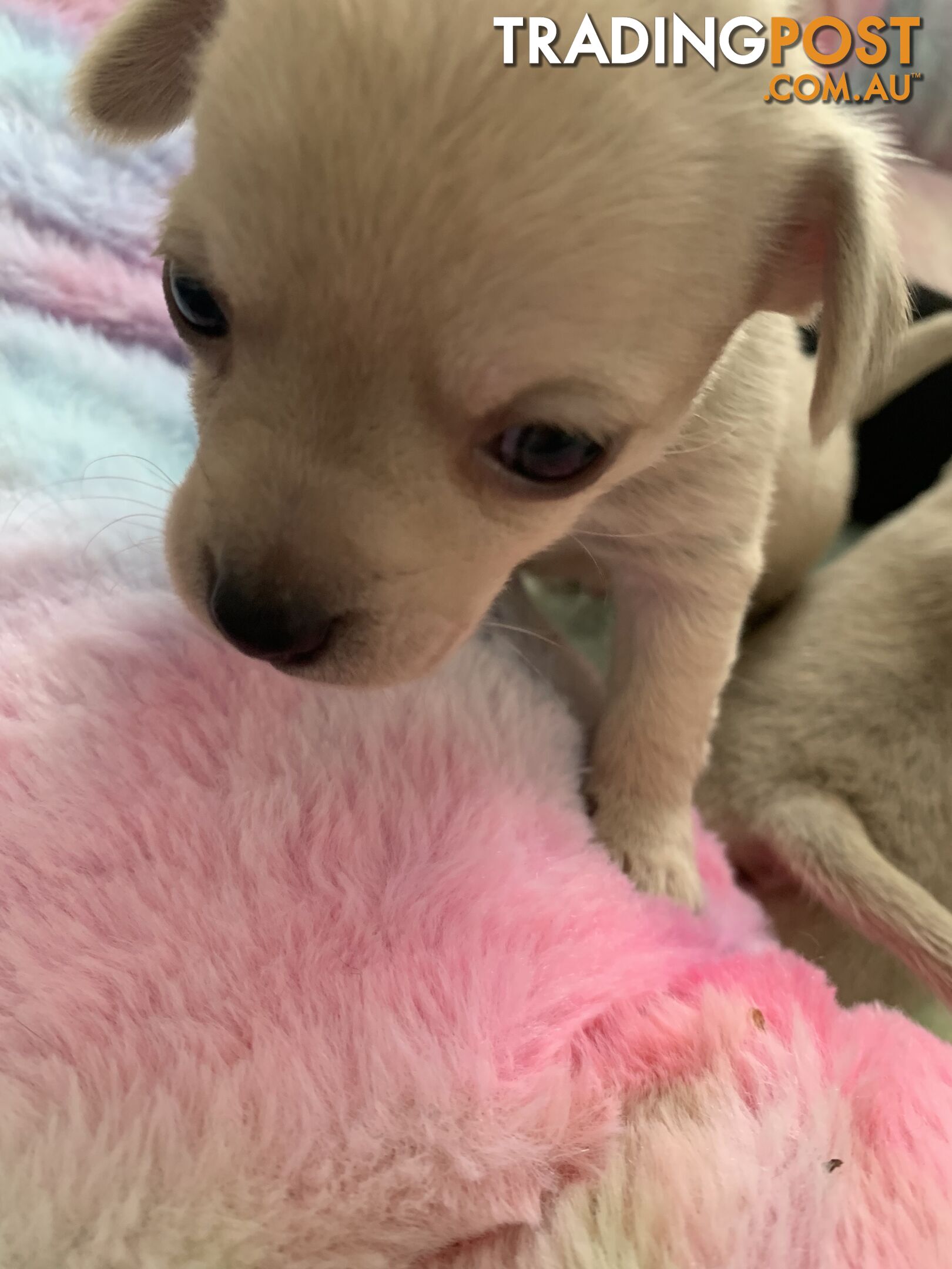 Chihuahua puppies for sale!