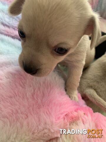 Chihuahua puppies for sale!