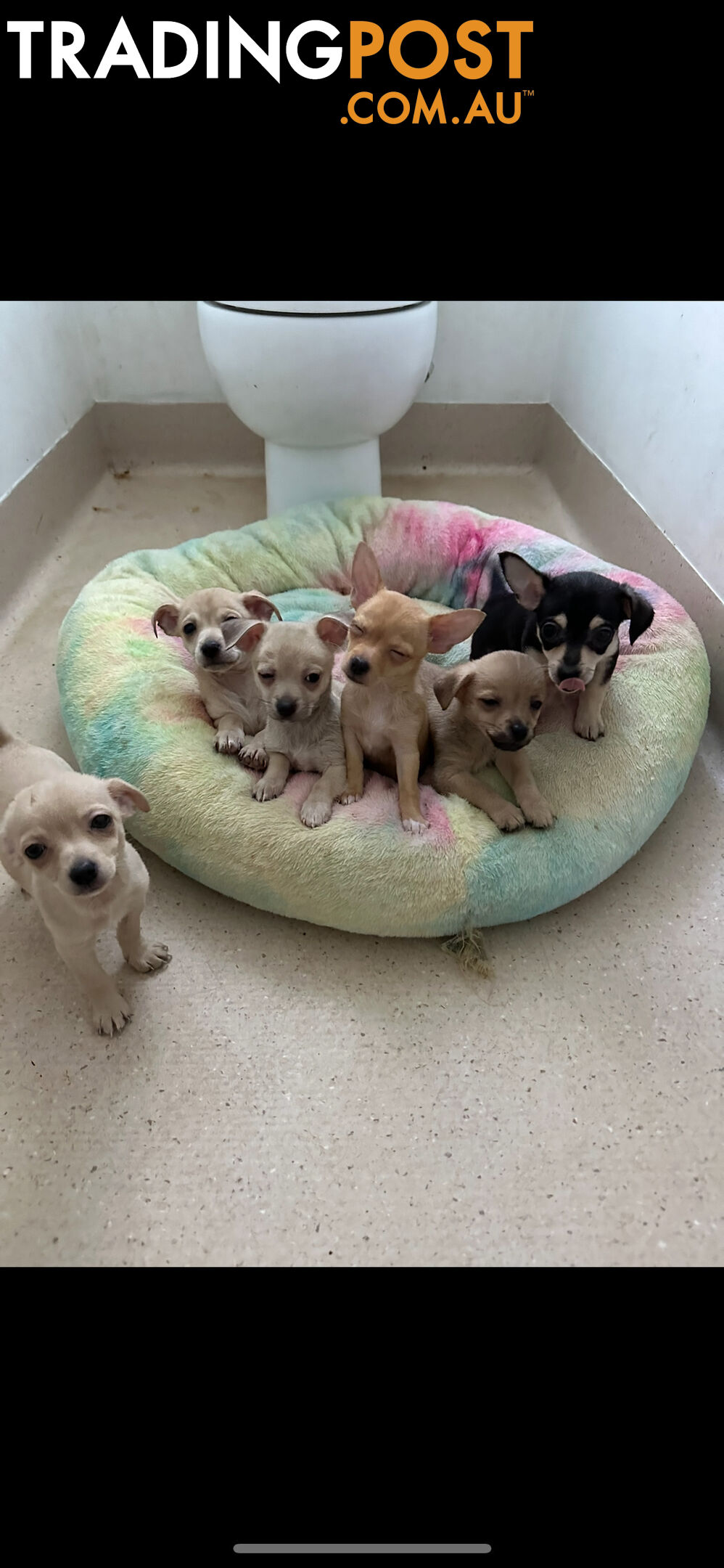 Chihuahua puppies for sale!