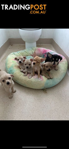 Chihuahua puppies for sale!