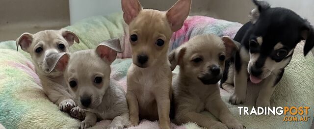 Chihuahua puppies for sale!