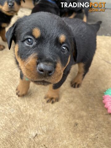 Rottweiler Puppies 🐶 For Sale