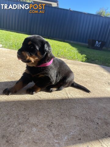 Rottweiler Puppies 🐶 For Sale