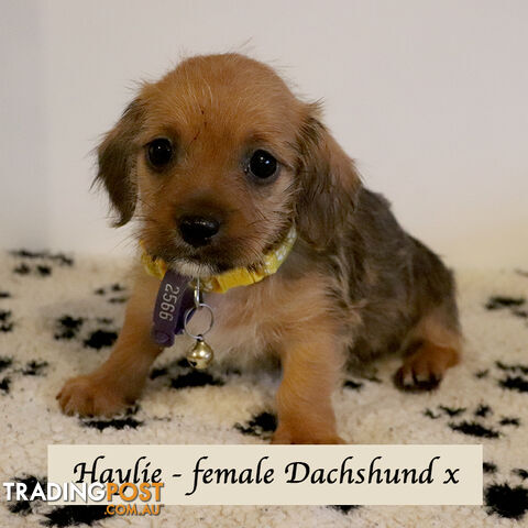 Dachshund x silky terriers available to adopt