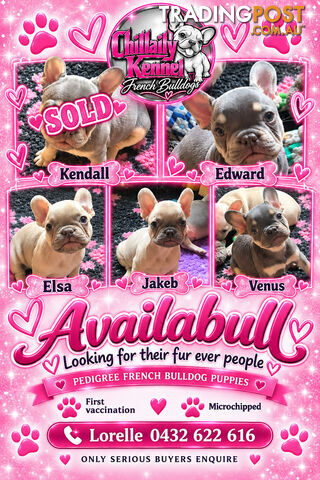 Pedigree French bulldog puppies. Availabull now. Ready to go now
