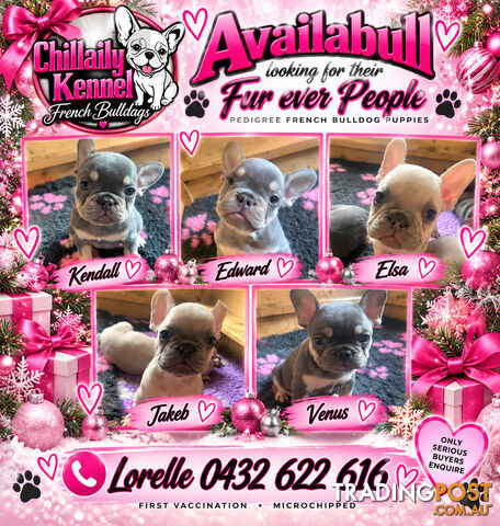 Pedigree French bulldog puppies. Availabull now. Ready to go now