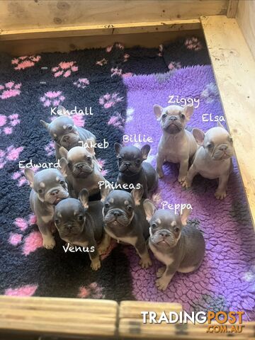 Pedigree French bulldog puppies