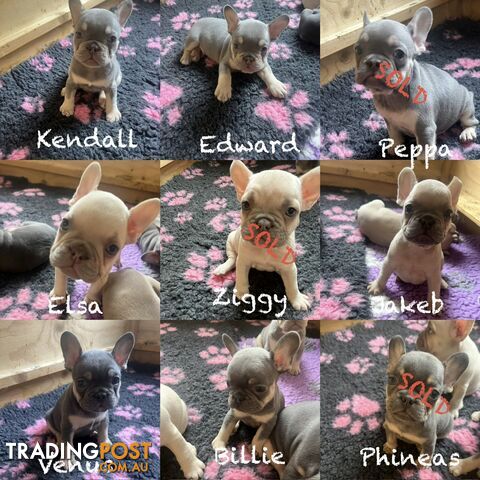 Pedigree French bulldog puppies. Availabull now. Ready to go now