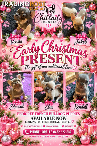 Pedigree French bulldog puppies. Availabull now. Ready to go now