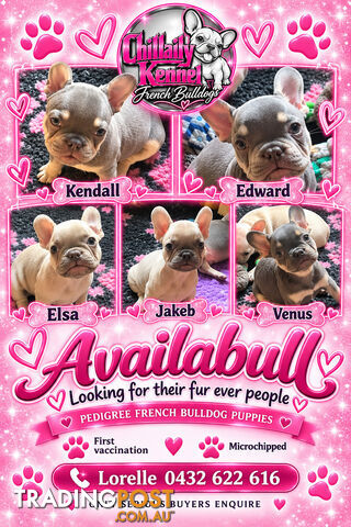 Pedigree French bulldog puppies. Availabull now. Ready to go now