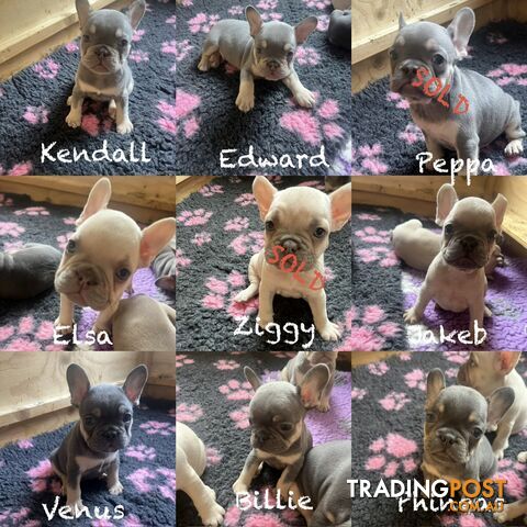 Pedigree French bulldog puppies