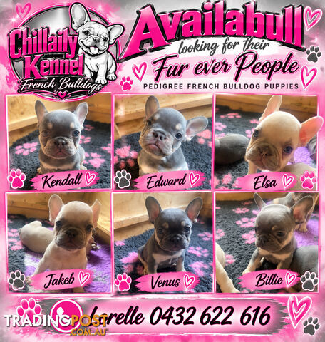 Pedigree French bulldog puppies. Availabull now. Ready to go now