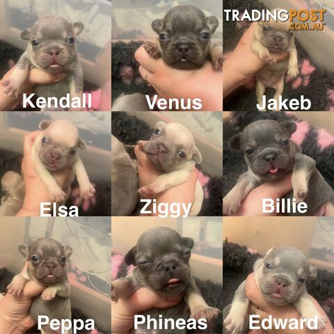 Pedigree French bulldog puppies