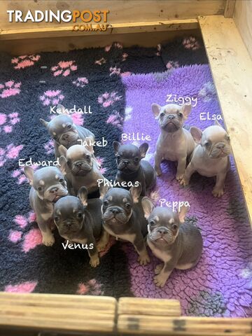 Pedigree French bulldog puppies