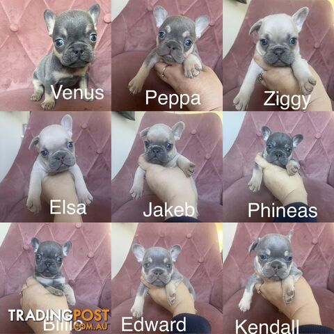 Pedigree French bulldog puppies