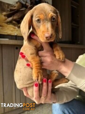 Gorgeous Purebred Miniature Dachshunds