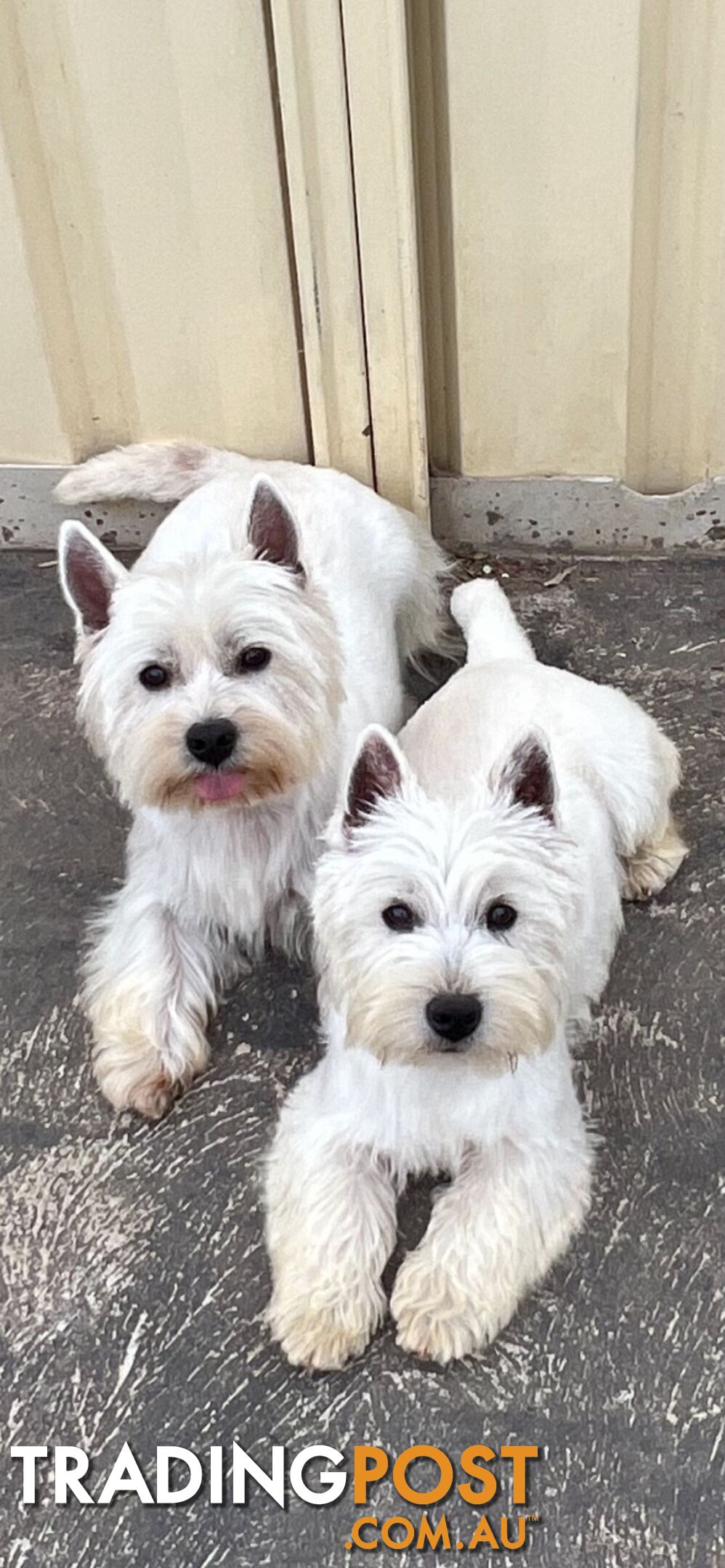 West Highland White Terrier- Pure Bred