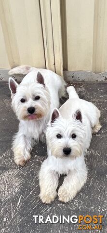 West Highland White Terrier- Pure Bred