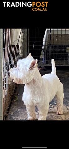 West Highland White Terrier- Pure Bred