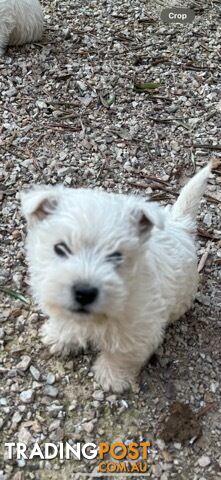West Highland White Terrier- Pure Bred