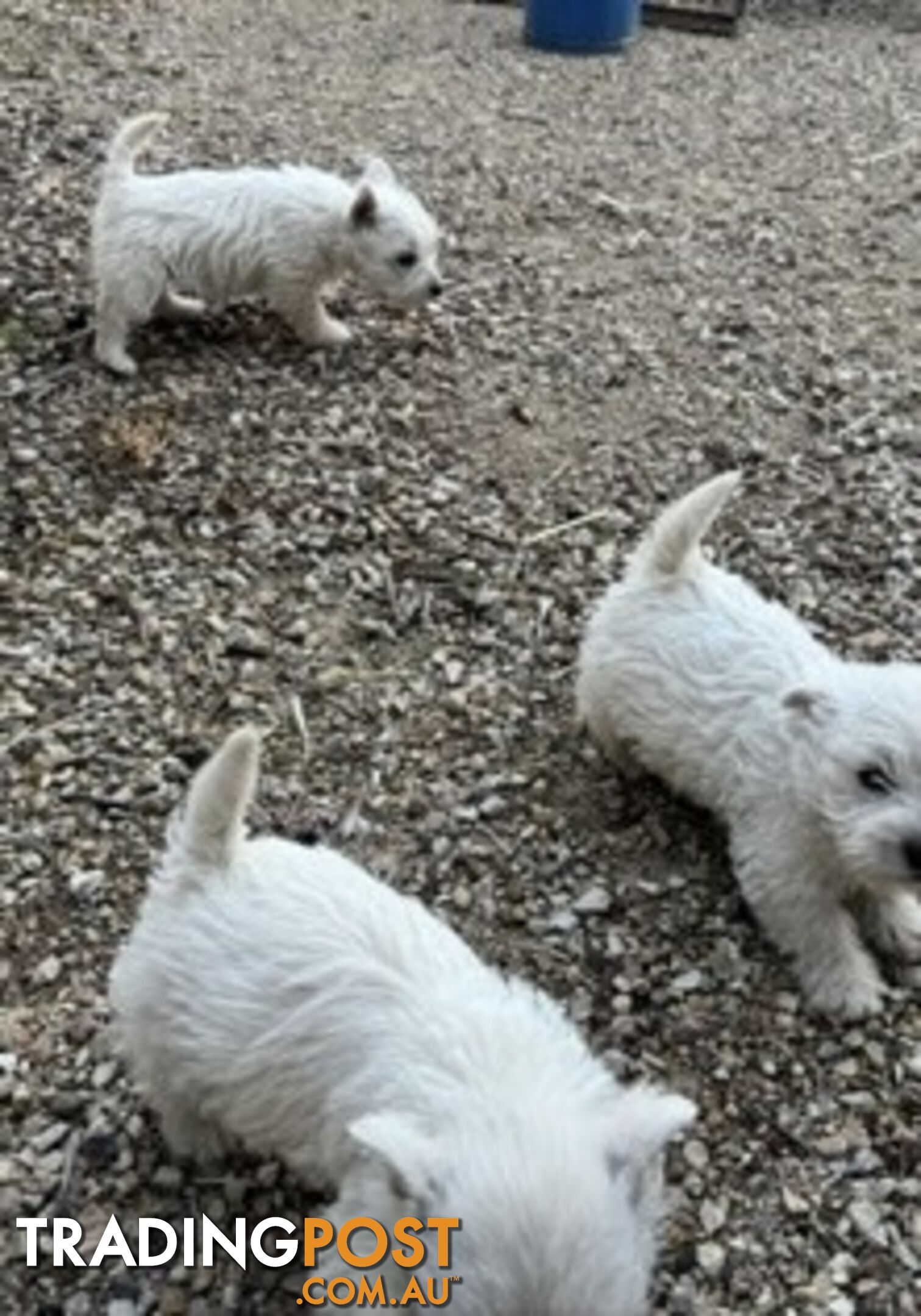 West Highland White Terrier Puppies -  1 F Available