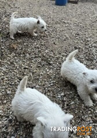 West Highland White Terrier Puppies -  1 F Available