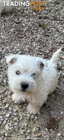 West Highland White Terrier Puppies - 1 M 1 F