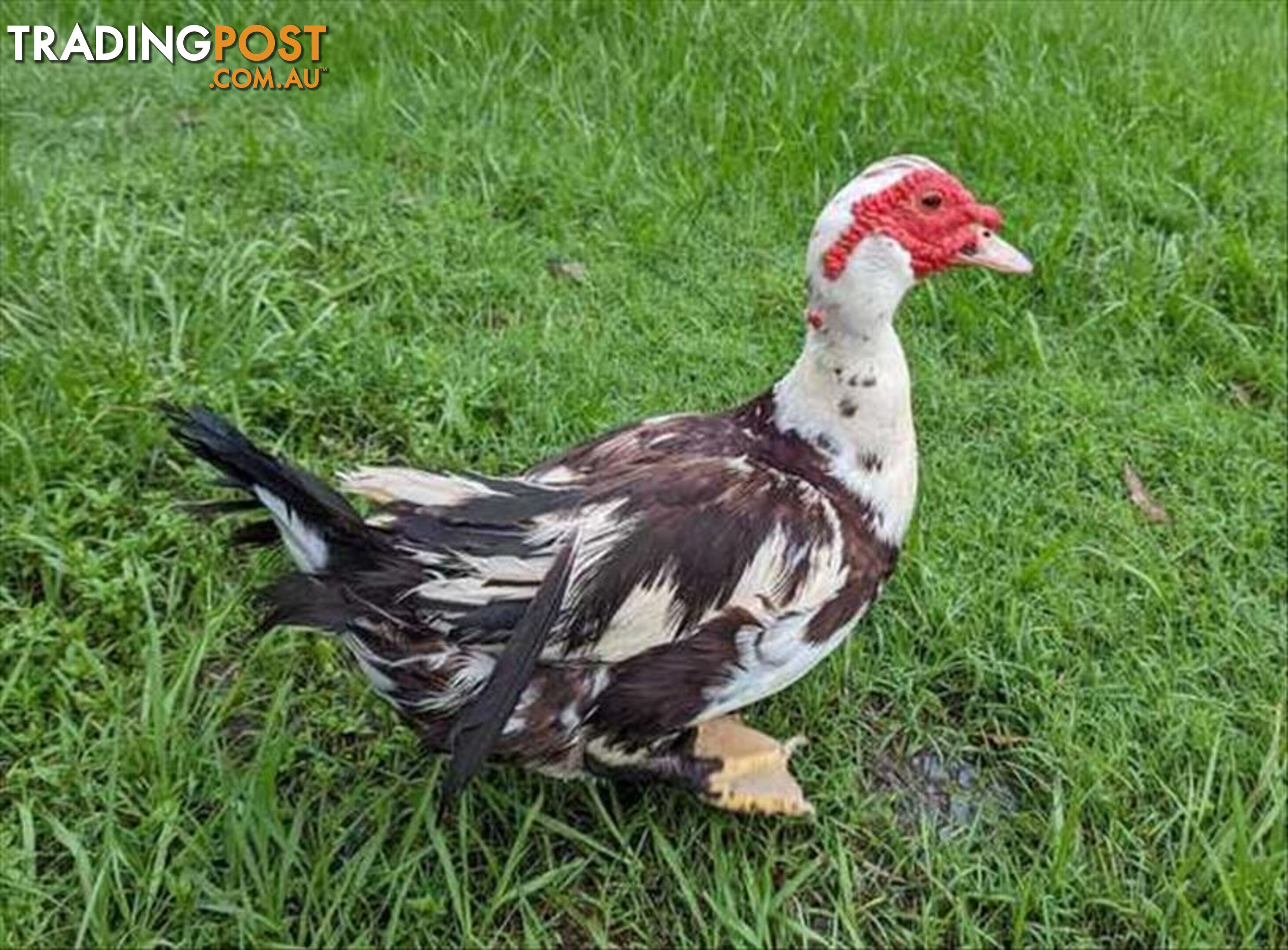 Champ - Duck - Muscovy, 5