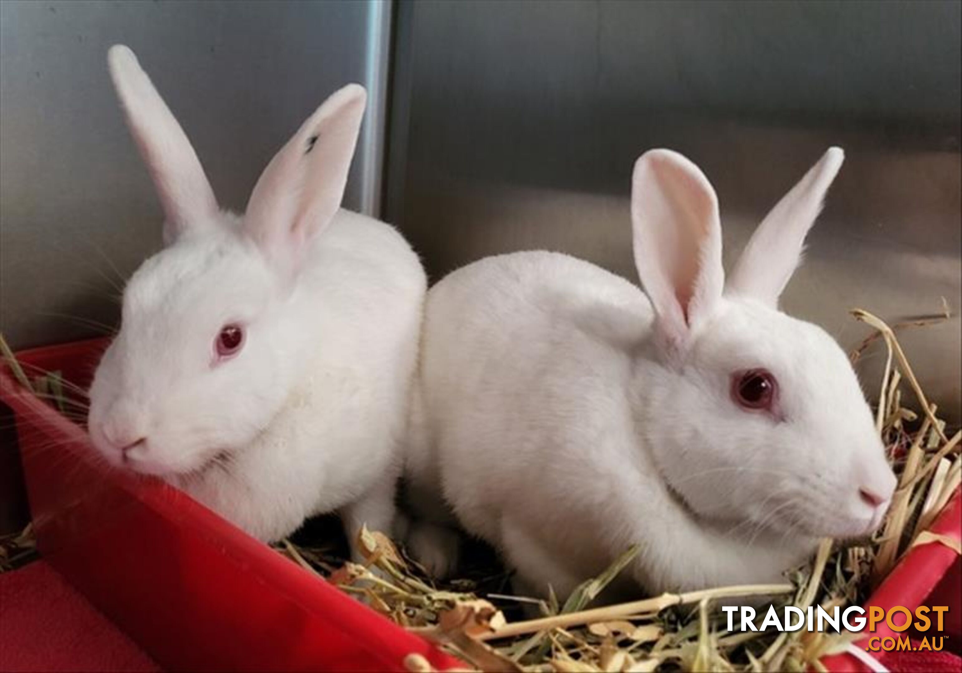 Bonnie - Domestic Rabbit, 2 Years 0 Months 1 Week (approx)