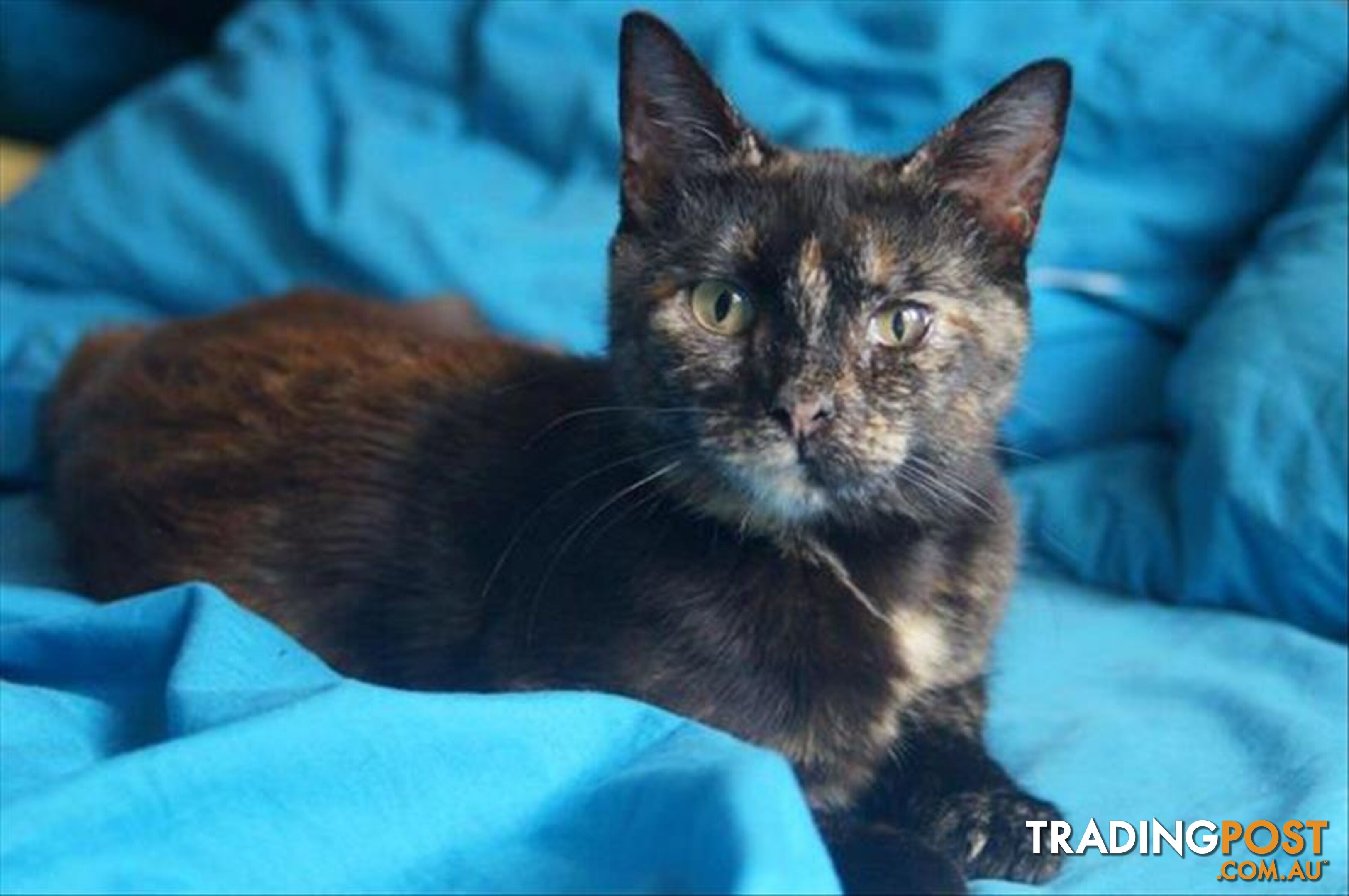 Aderyn - Domestic Short Hair, 1 Year 6 Months 0 Weeks (approx)