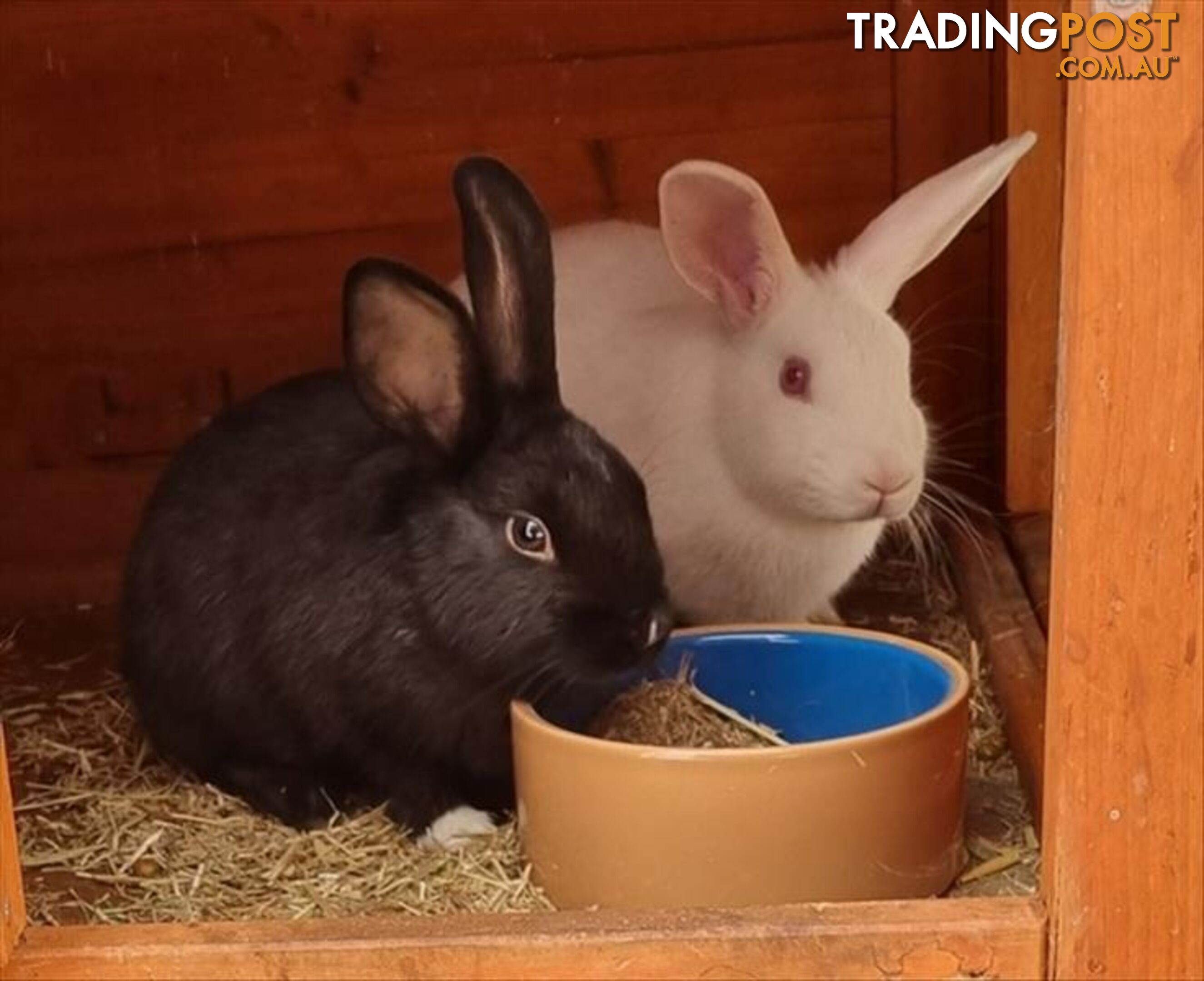 Boots - Domestic Rabbit, 0 Years 5 Months 3 Weeks (approx)