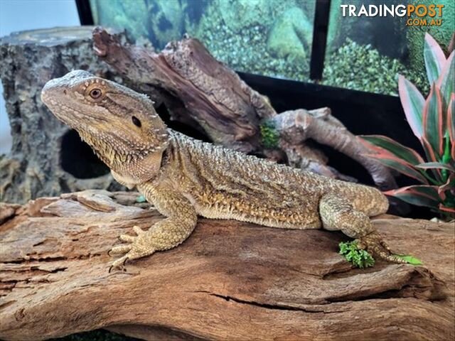 Flex - Dragon - Common Bearded, 2 Years 0 Months 0 Weeks