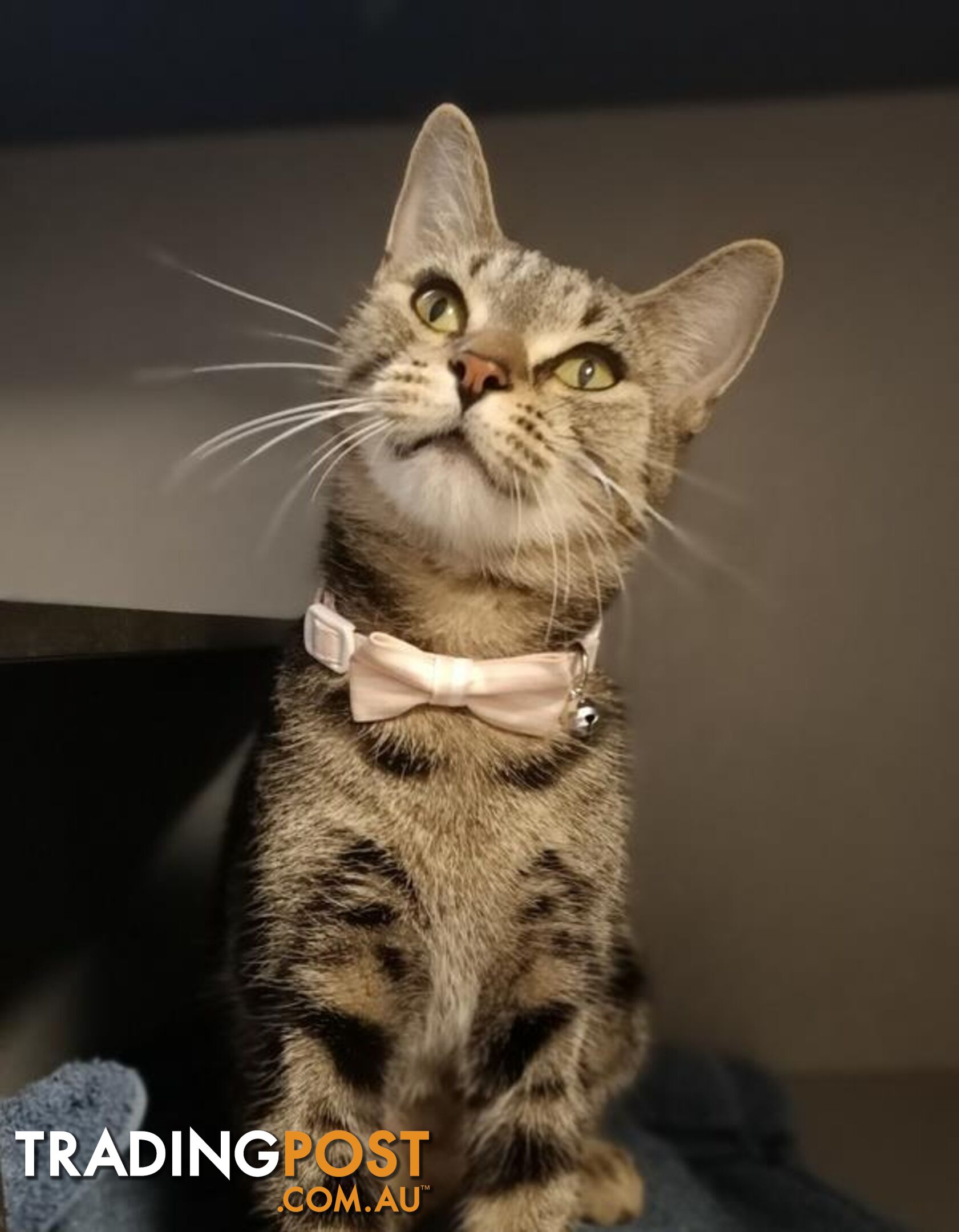 Cali - Domestic Short Hair, 1 Year 7 Months 1 Week (approx)