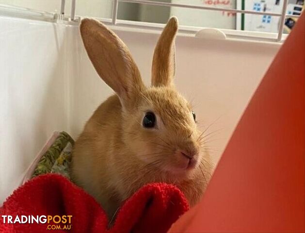 Theodora - Bunny Rabbit, 0 Years 0 Months 12 Weeks (approx)