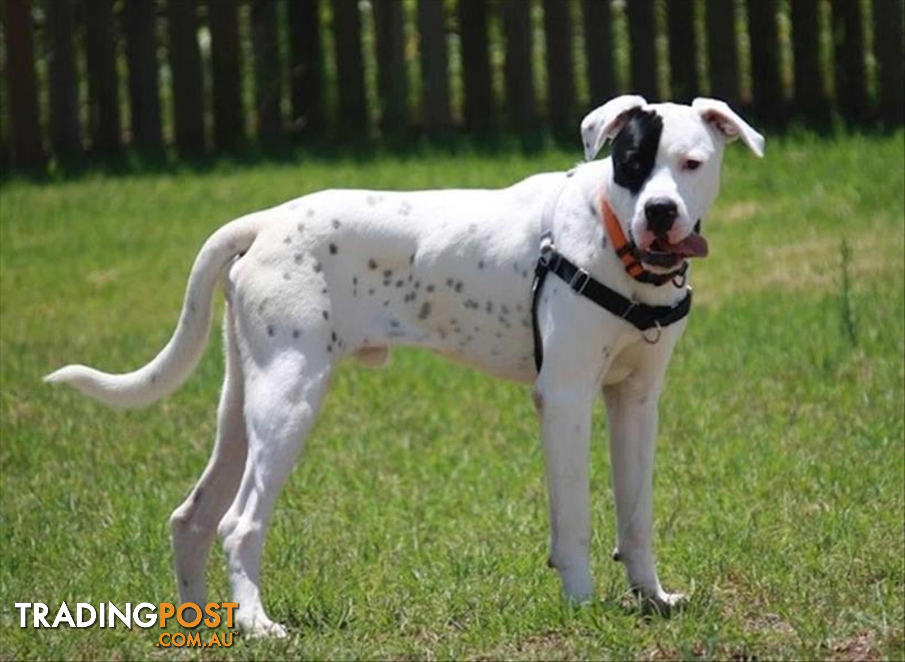 Curtis - American Staffordshire Bull Terrier, 1 Year 2 Months 3 Weeks