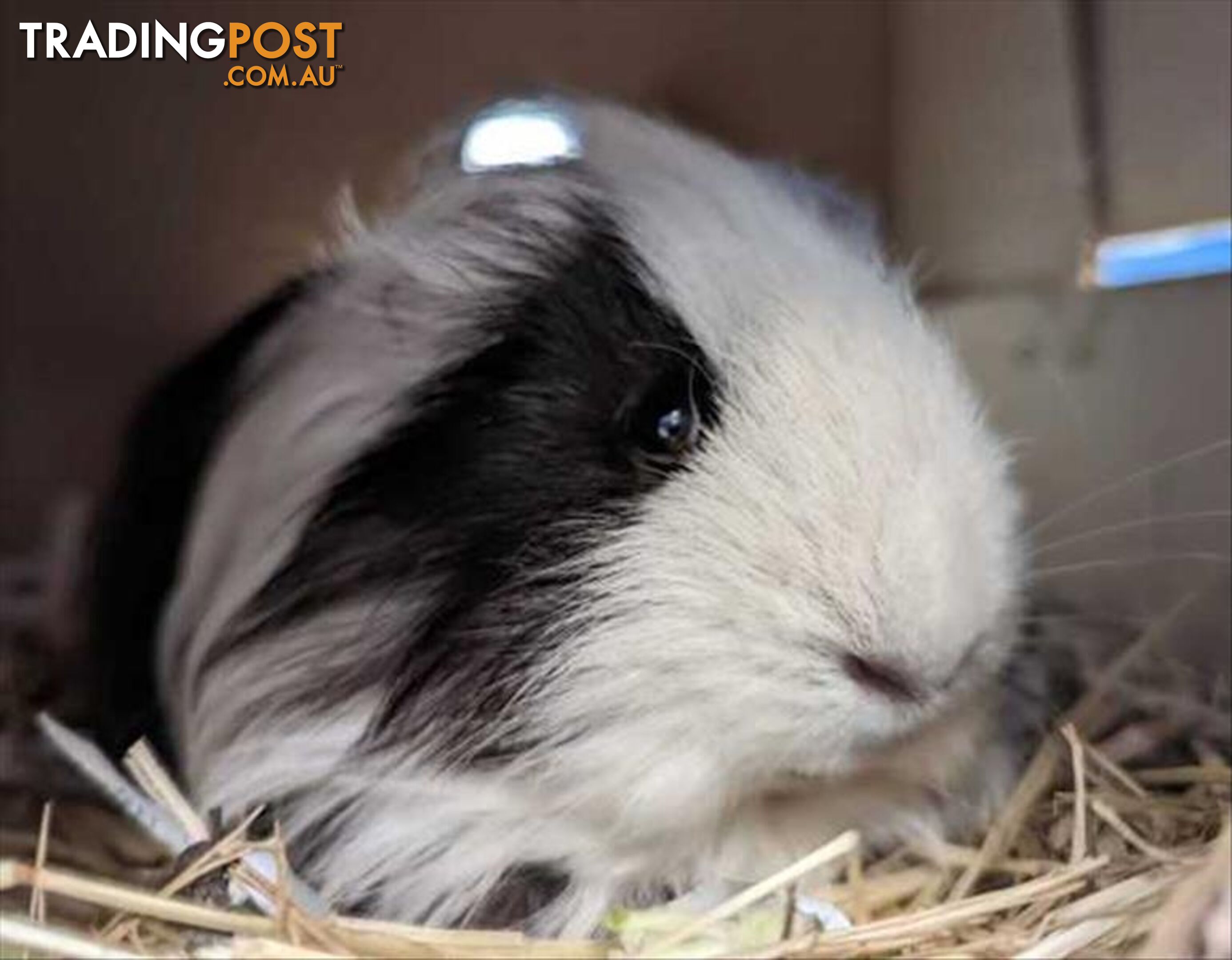 Mario - Sheltie (Long Haired), 2 Years 0 Months 1 Week (approx)