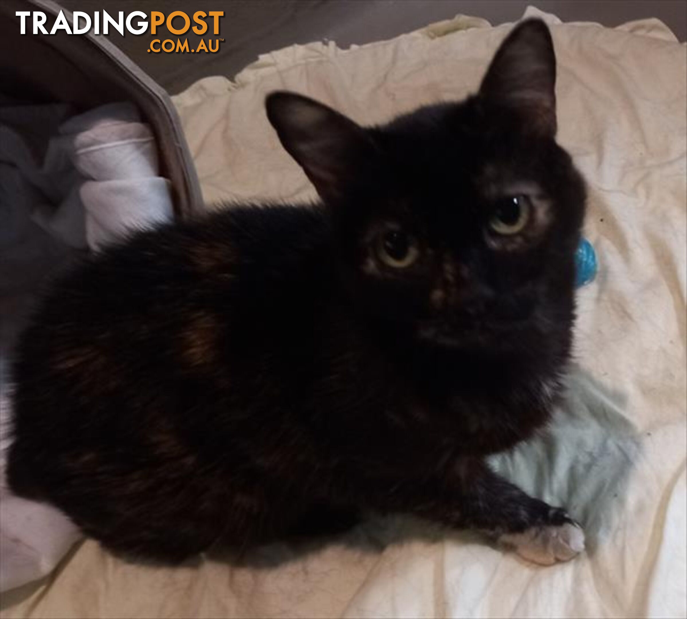 Hope - Domestic Short Hair, 5 Years 0 Months 3 Weeks (approx)