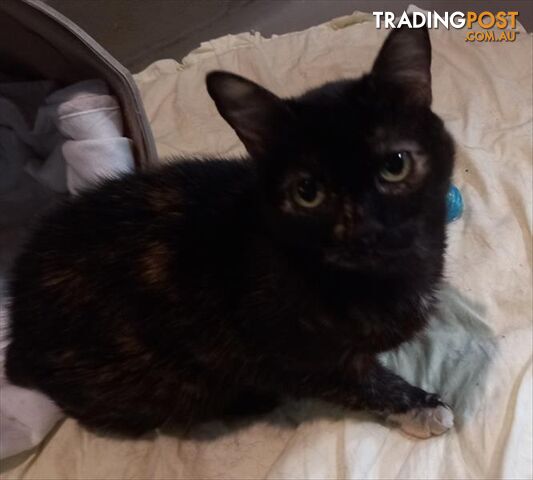 Hope - Domestic Short Hair, 5 Years 0 Months 3 Weeks (approx)