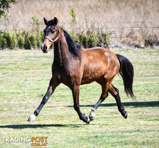 Boogie - Australian Stock Horse, 7 Years 11 Months 1 Week