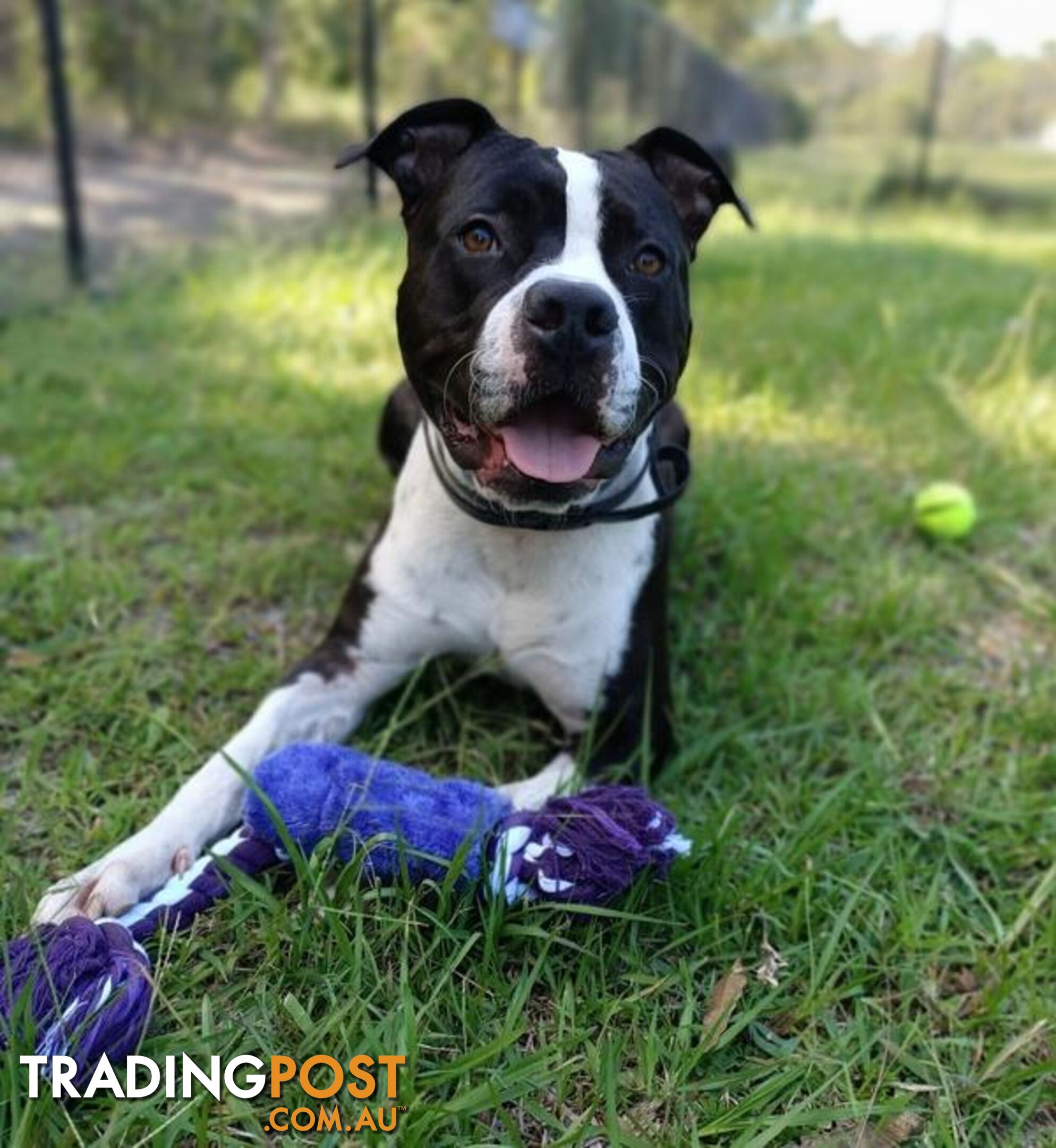 Darwin - American Staffordshire Bull Terrier, 1 Year 7 Months 2 Weeks