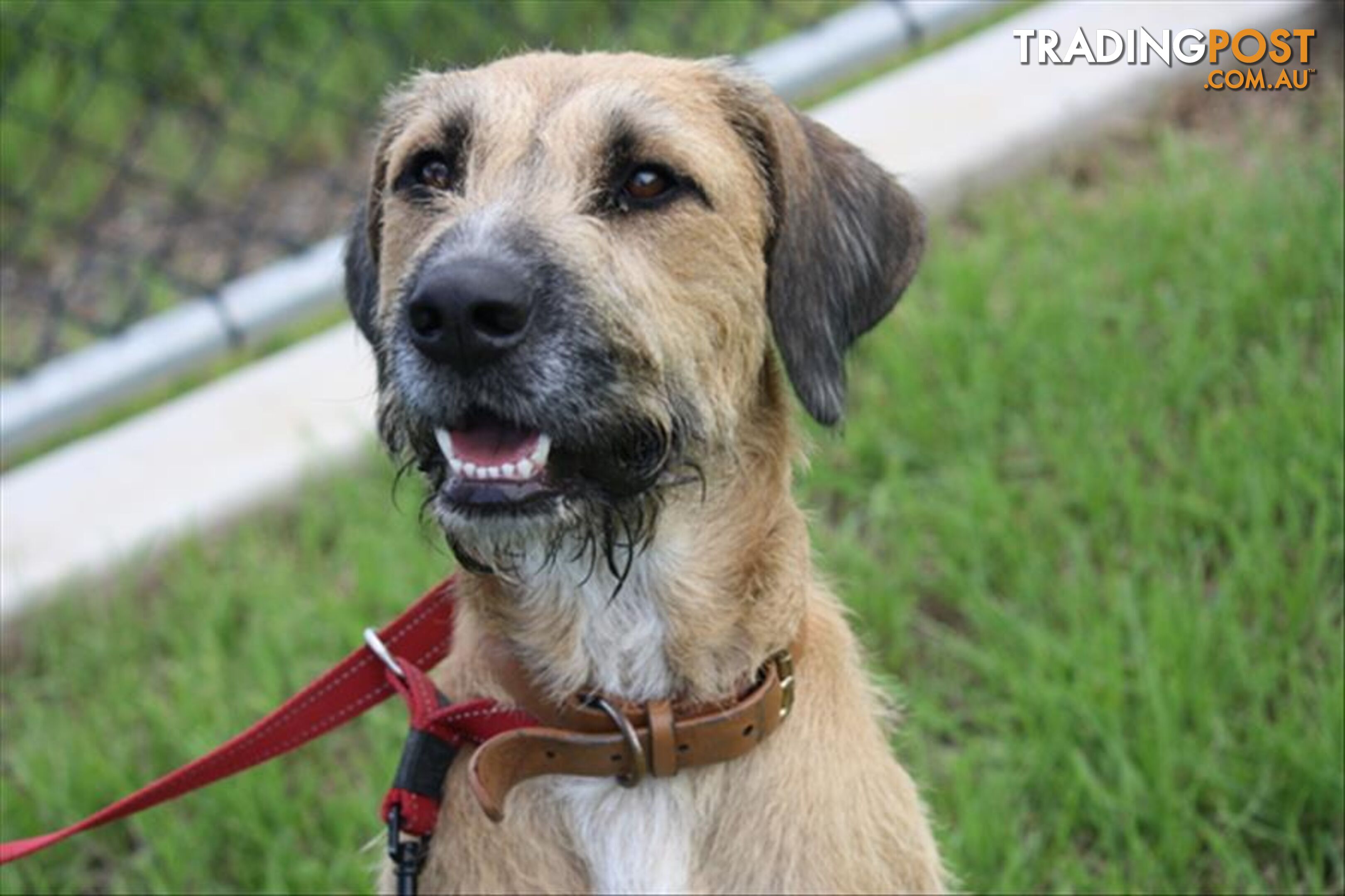 Peanut - Staghound, 1 Year 4 Months 1 Week (approx)