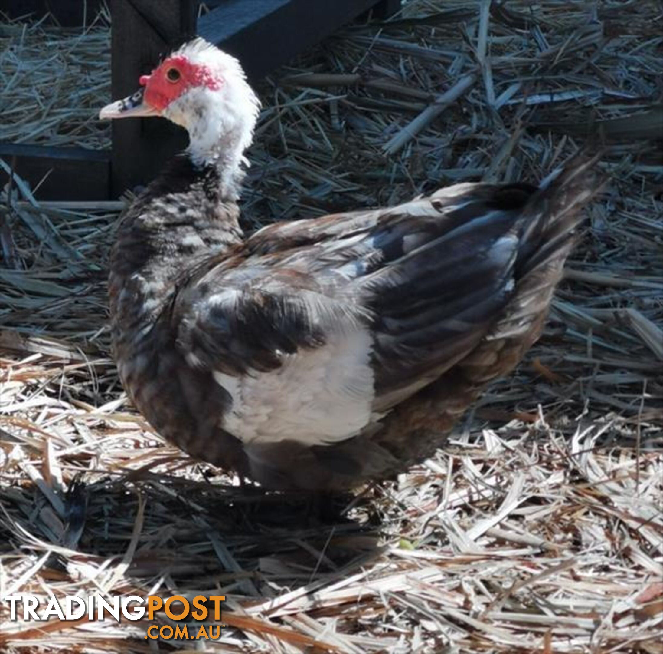 Danny - Duck - Muscovy, 5