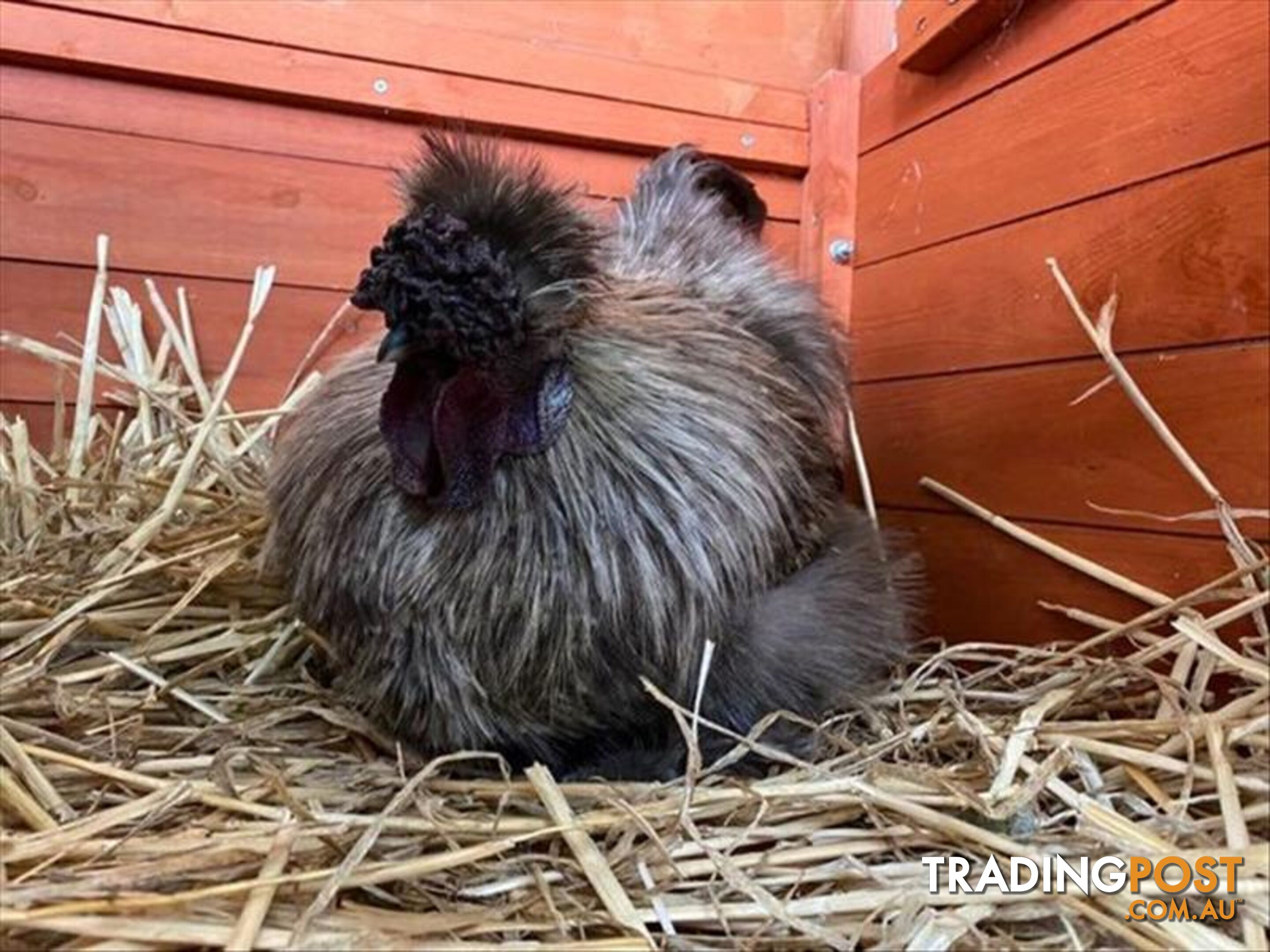 Jean Ralphio - Chinese Silky Bantam, 5